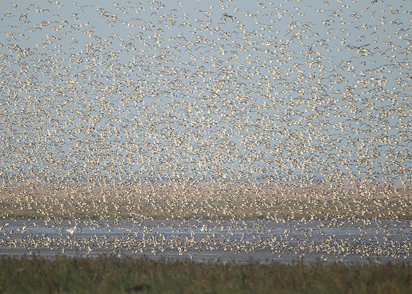 Snettisham waders