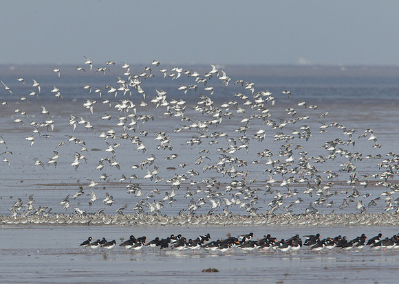 Snettisham waders