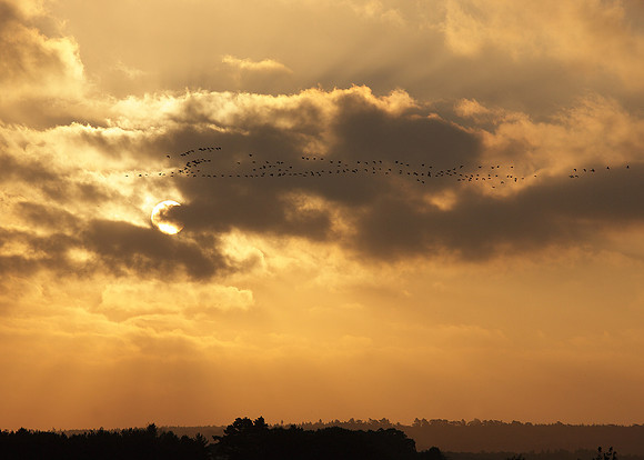 Snettisham waders