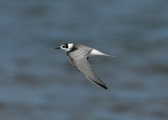 Black Tern Chlidonias niger