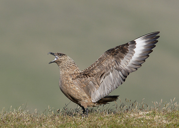 Great Skua Stercorarius skua