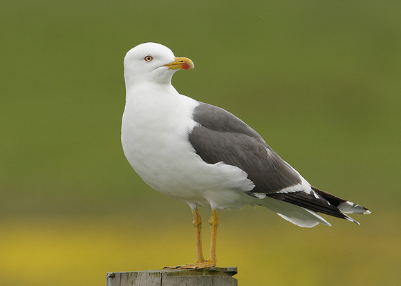 Lesser Black-backed Gull Larus fuscus