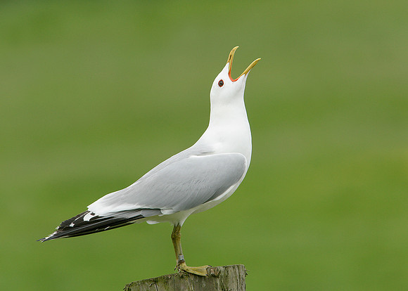 Common Gull Larus canus