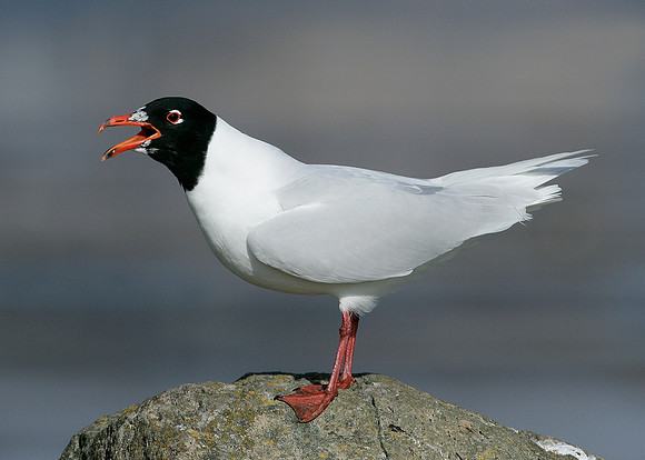 Mediterranean Gull Larus melanocephalus