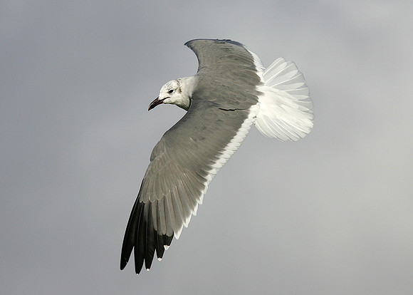Laughing Gull Larus atricilla