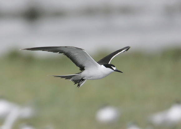 Sooty Tern Sterna fuscata