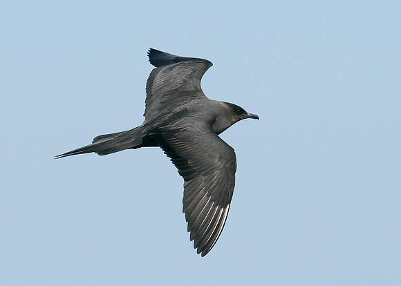 Arctic Skua Stercorarius parasiticus