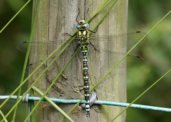 Southern Hawker Aeshna cyanea