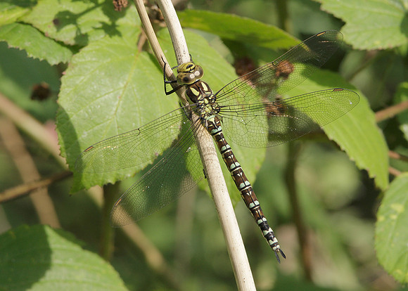 Southern Hawker Aeshna cyanea