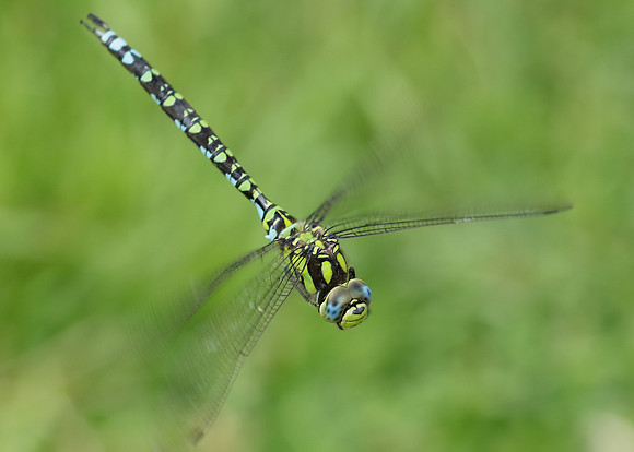 Southern Hawker Aeshna cyanea