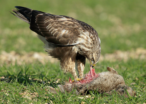 Rough-legged Buzzard Buteo lagopus