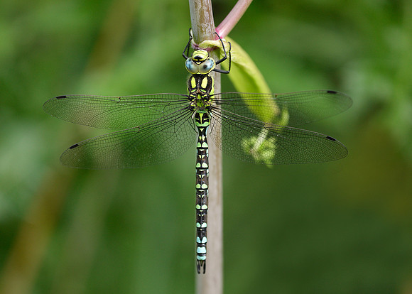 Southern Hawker Aeshna cyanea