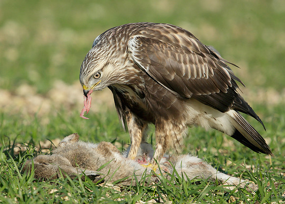 Rough-legged Buzzard Buteo lagopus