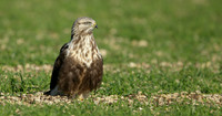 Rough-legged Buzzard Buteo lagopus