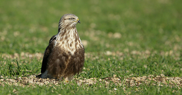 Rough-legged Buzzard Buteo lagopus