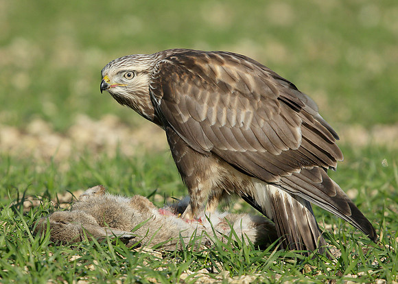 Rough-legged Buzzard Buteo lagopus