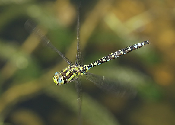 Southern Hawker Aeshna cyanea