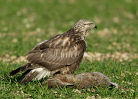 Rough-legged Buzzard Buteo lagopus