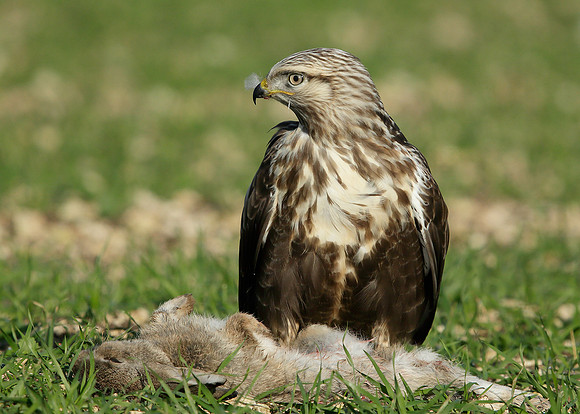 Rough-legged Buzzard Buteo lagopus