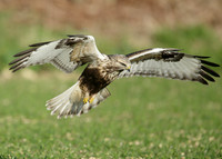 Rough-legged Buzzard Buteo lagopus