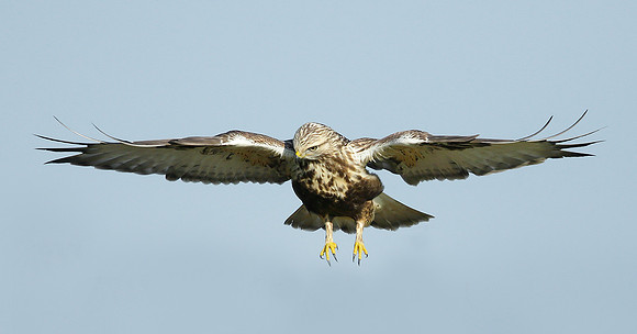 Rough-legged Buzzard Buteo lagopus