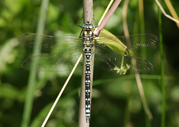 Southern Hawker Aeshna cyanea