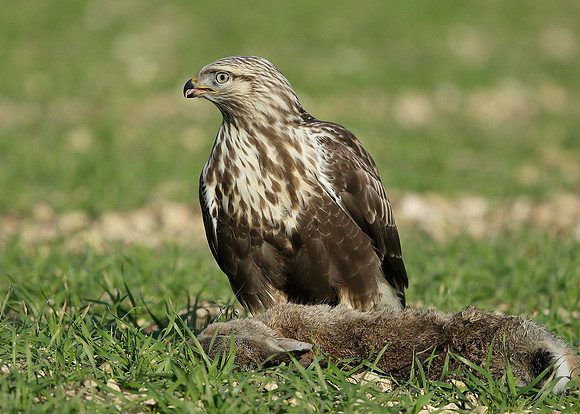 Rough-legged Buzzard Buteo lagopus