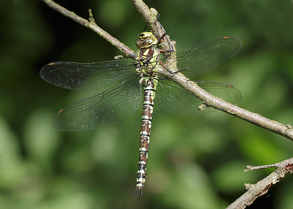 Southern Hawker Aeshna cyanea