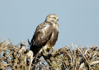 Rough-legged Buzzard Buteo lagopus