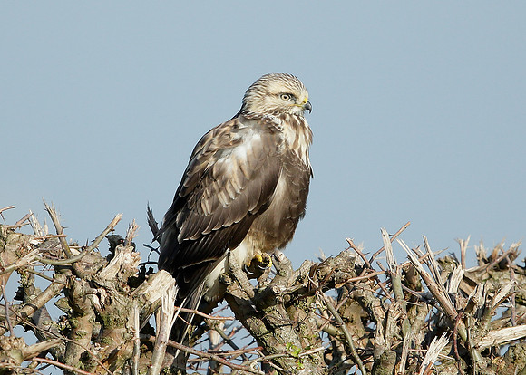 Rough-legged Buzzard Buteo lagopus