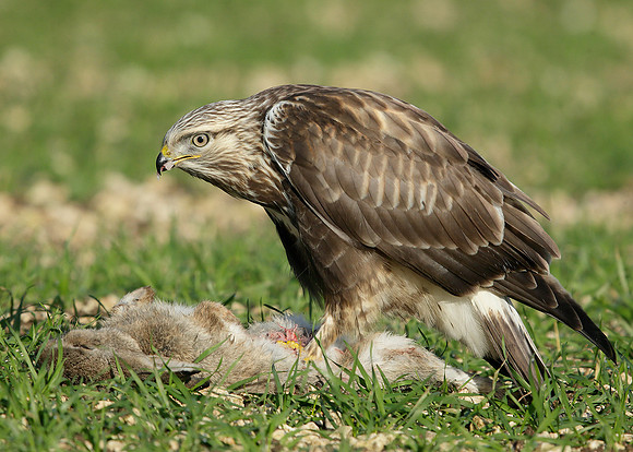 Rough-legged Buzzard Buteo lagopus