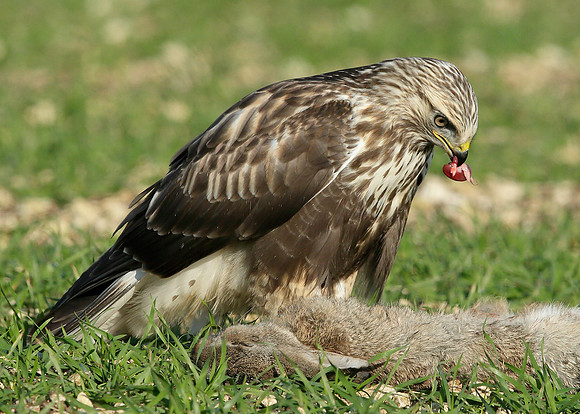 Rough-legged Buzzard Buteo lagopus