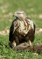 Rough-legged Buzzard Buteo lagopus