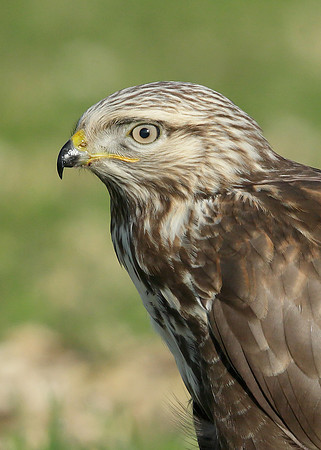 Rough-legged Buzzard Buteo lagopus