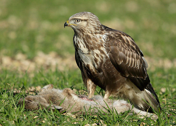 Rough-legged Buzzard Buteo lagopus