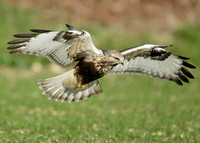 Rough-legged Buzzard Buteo lagopus