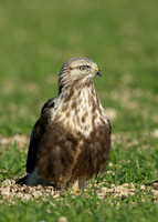 Rough-legged Buzzard Buteo lagopus