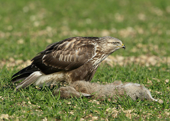 Rough-legged Buzzard Buteo lagopus