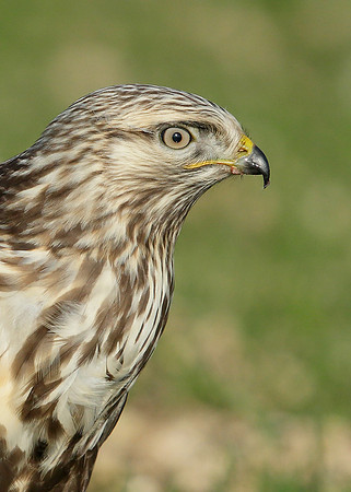 Rough-legged Buzzard Buteo lagopus