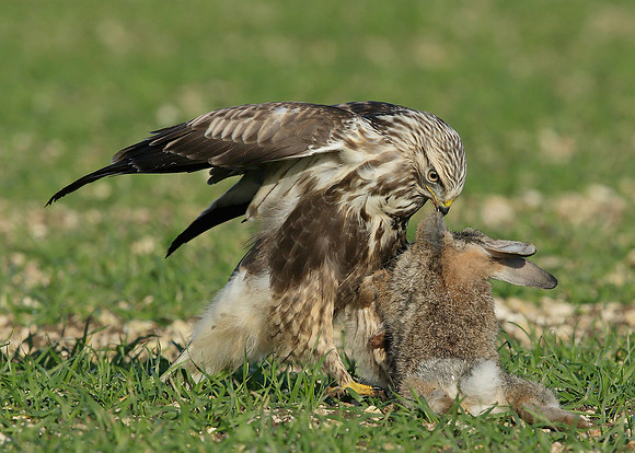 Rough-legged Buzzard Buteo lagopus