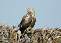 Rough-legged Buzzard Buteo lagopus