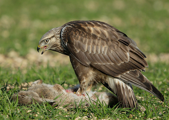 Rough-legged Buzzard Buteo lagopus