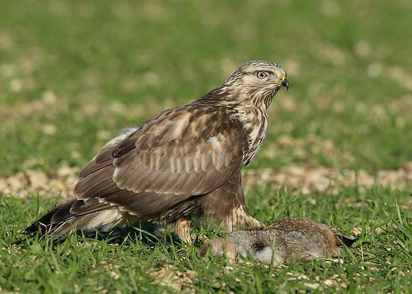 Rough-legged Buzzard Buteo lagopus