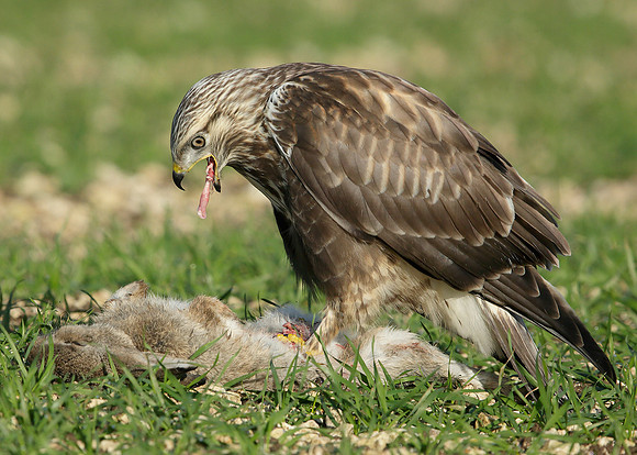 Rough-legged Buzzard Buteo lagopus