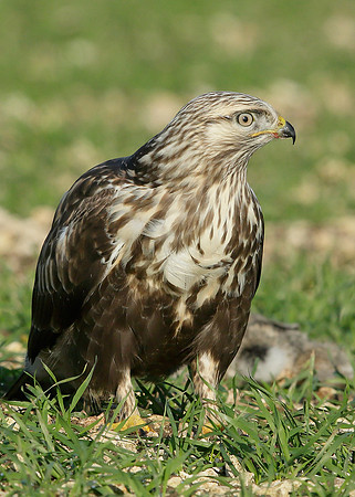 Rough-legged Buzzard Buteo lagopus
