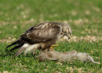 Rough-legged Buzzard Buteo lagopus