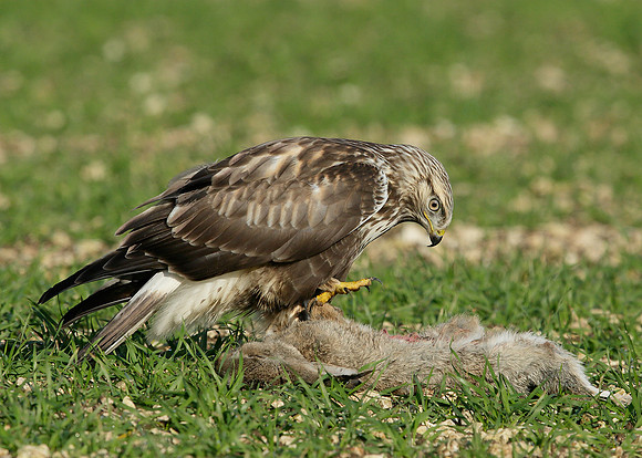 Rough-legged Buzzard Buteo lagopus