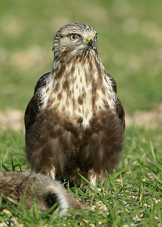Rough-legged Buzzard Buteo lagopus