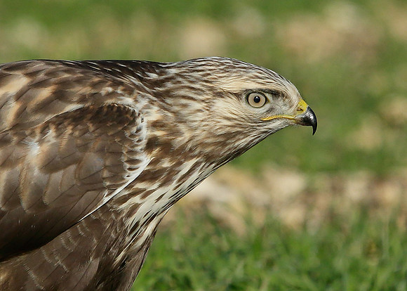 Rough-legged Buzzard Buteo lagopus