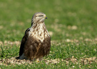 Rough-legged Buzzard Buteo lagopus